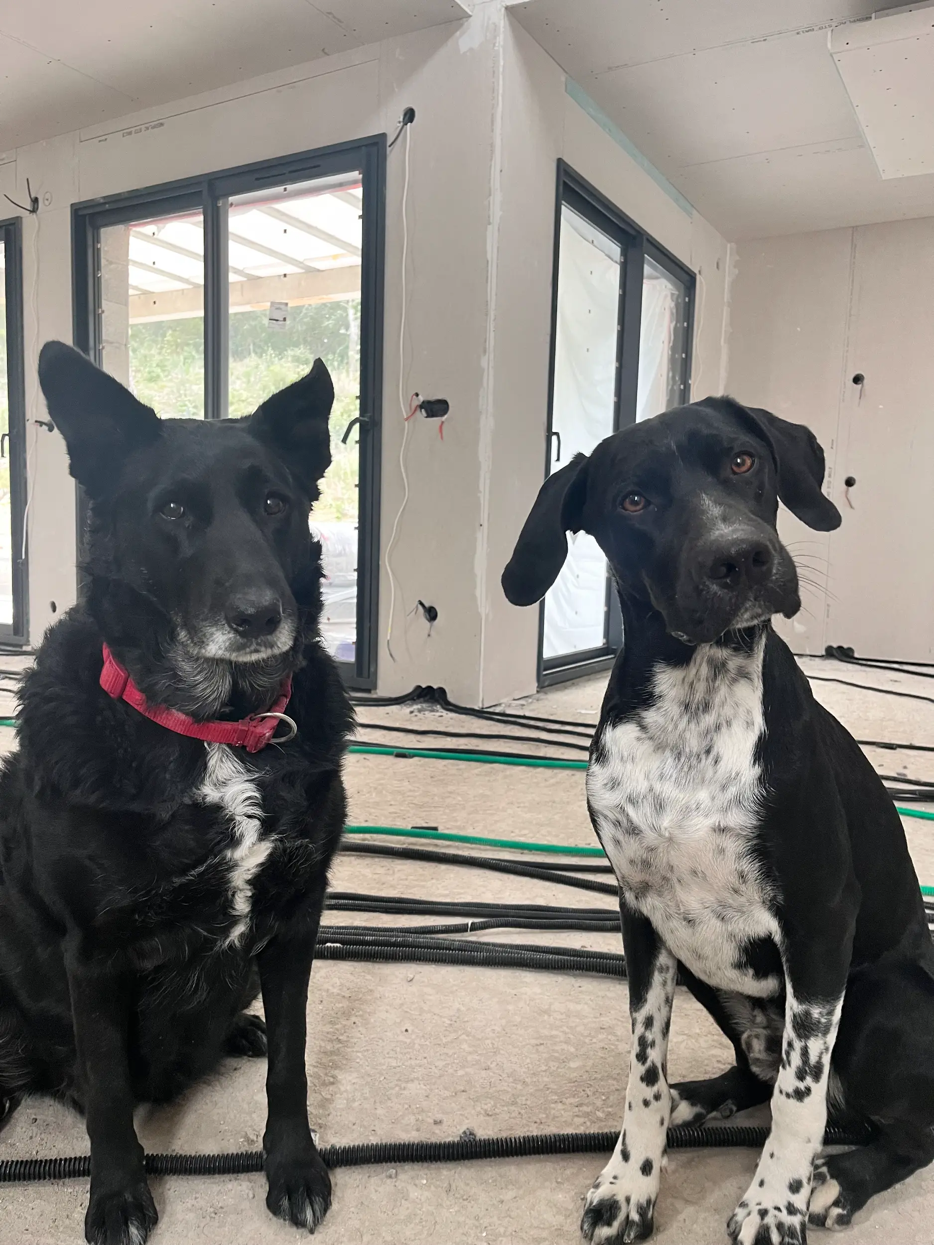 chiens de plb btp